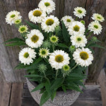 Ехінацея SunSeekers White Perfection, С 1,5 Ехінацея SunSeekers White Perfection, С 1,5