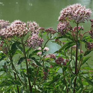 Валеріана лікарська / Valeriana officinalis, C3 Валеріана лікарська / Valeriana officinalis, C3