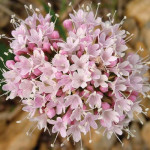 Валеріана лікарська / Valeriana officinalis, C3 Валеріана лікарська / Valeriana officinalis, C3