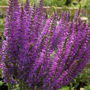 Вероніка Плюмоза Аметист Плюм / Plumosa Amethyst Plume, C2 Вероніка Плюмоза Аметист Плюм / Plumosa Amethyst Plume, C2