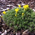 Віталіана примулоквіткова / Vitaliana primuliflora / Androsace vitaliana, Р9 Віталіана примулоквіткова / Vitaliana primuliflora / Androsace vitaliana, Р9