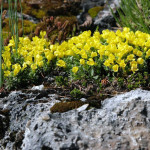 Віталіана примулоквіткова / Vitaliana primuliflora / Androsace vitaliana, Р9 Віталіана примулоквіткова / Vitaliana primuliflora / Androsace vitaliana, Р9