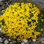 Віталіана примулоквіткова / Vitaliana primuliflora / Androsace vitaliana, Р9 Віталіана примулоквіткова / Vitaliana primuliflora / Androsace vitaliana, Р9