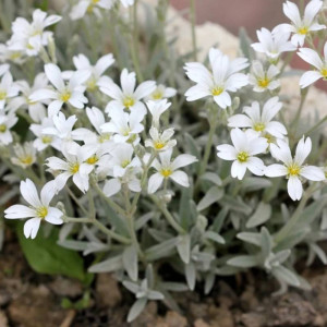 Ясколка / Cerastium, Р9 Ясколка / Cerastium, Р9