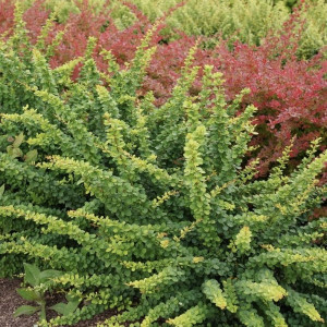 Барбарис Тунберга Грін Орнаментал / Green Ornamental