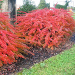 Барбарис Тунберга Грін Орнаментал / Green Ornamental