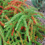 Барбарис Тунберга Грін Орнаментал / Green Ornamental