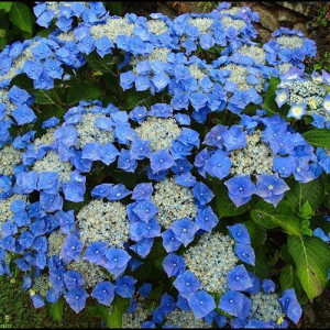 Гортензія широколиста Блаумайс / Blaumeise 