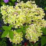 Гортензія волотиста Пастель Грін / Pastel Green, С3