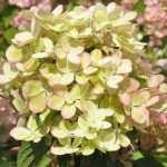 Гортензія волотиста Пастель Грін / Pastel Green, С3