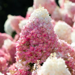 Гортензія Строберрі Блоссом / Strawberry Blossom, на штамбі, С7,5 Гортензія Строберрі Блоссом / Strawberry Blossom, на штамбі, С7,5