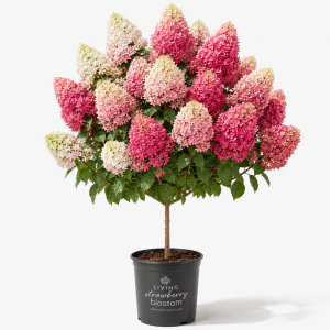 Гортензія Строберрі Блоссом / Strawberry Blossom, на штамбі, С7,5