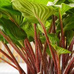 Хоста Goosberry Sundae, Р9 Хоста Goosberry Sundae, Р9