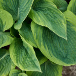 Хоста Green Patriot, C1,2 Хоста Green Patriot, C1,2