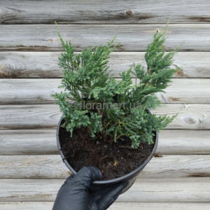 Ялівець горизонтальний Блу Чіп / Juniperus horizontalis Blue Chip