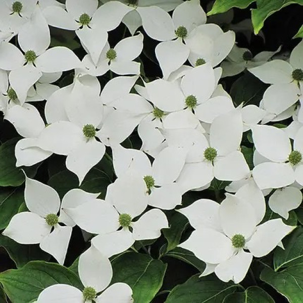 Свидина / дерен Коуза китайська / Cornus kousa chinensis, С3 Свидина / дерен Коуза китайська / Cornus kousa chinensis, С3