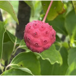 Свидина / дерен Коуза китайська / Cornus kousa chinensis, С3 Свидина / дерен Коуза китайська / Cornus kousa chinensis, С3