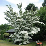 Свидина / дерен Коуза китайська / Cornus kousa chinensis, С3 Свидина / дерен Коуза китайська / Cornus kousa chinensis, С3