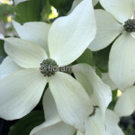 Свидина / дерен Коуза китайська / Cornus kousa chinensis, С3 Свидина / дерен Коуза китайська / Cornus kousa chinensis, С3