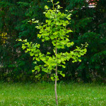 Гінкго білоба ( дволопатеве) / Ginkgo biloba, С2 Гінкго білоба ( дволопатеве) / Ginkgo biloba, С2