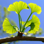Гінкго білоба ( дволопатеве) / Ginkgo biloba, С2 Гінкго білоба ( дволопатеве) / Ginkgo biloba, С2