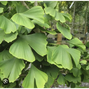 Гінкго білоба ( дволопатеве) / Ginkgo biloba, С2 Гінкго білоба ( дволопатеве) / Ginkgo biloba, С2