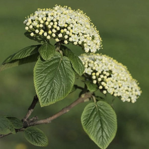 Калина гордовина / Viburnum lantana Калина гордовина / Viburnum lantana