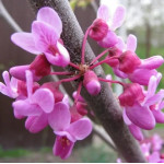 Церцис канадський / Cercis canadensis, С5