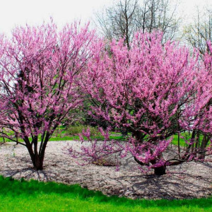 Церцис канадський / Cercis canadensis, С5 Церцис канадський / Cercis canadensis, С5