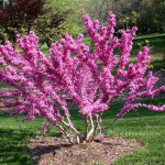 Церцис канадський / Cercis canadensis, С5