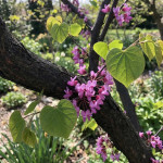 Церцис канадський / Cercis canadensis, С5