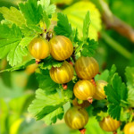 Агрус Хіннонмакі Єлоу / Hinnonmaki Yellow, С3 Агрус Хіннонмакі Єлоу / Hinnonmaki Yellow, С3