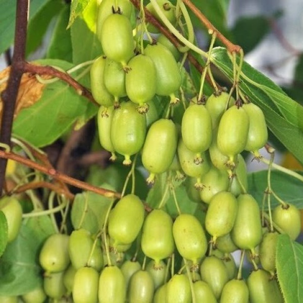 Актинідія Ісаї / Issai, С3 Актинідія Ісаї / Issai, С3
