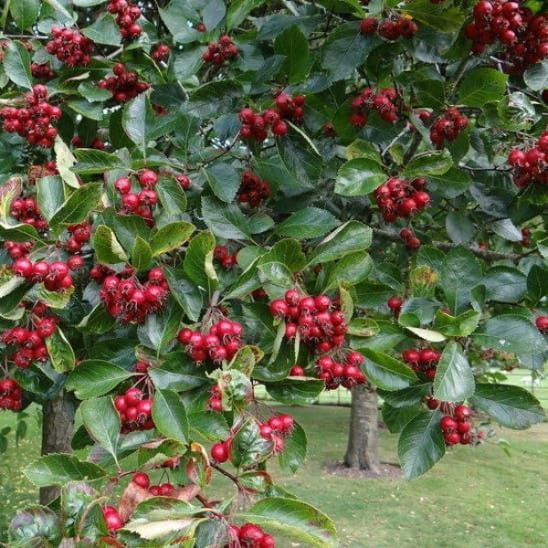 Глід сливолистний / Crataegus persimilis, C2 Глід сливолистний / Crataegus persimilis, C2