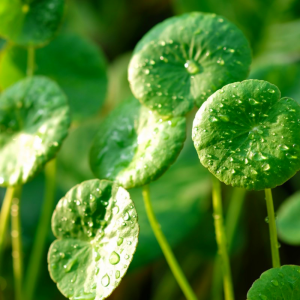 Центелла азіатська / Centella asiatica, С1,2 Центелла азіатська / Centella asiatica, С1,2