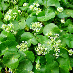 Центелла азіатська / Centella asiatica, С1,2 Центелла азіатська / Centella asiatica, С1,2
