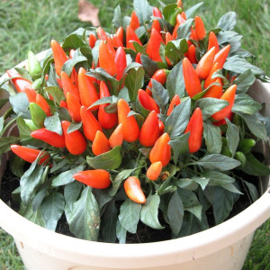 Перець гострий Оранета / Oraneta, C1,2