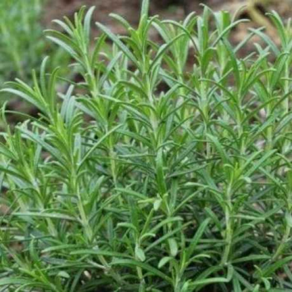 Розмарин Грін Джинджер / Green Ginger, С2 Розмарин Грін Джинджер / Green Ginger, С2