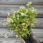Тим’ян Альбіфлора / Albiflorus, С1,2 Тим’ян Альбіфлора / Albiflorus, С1,2