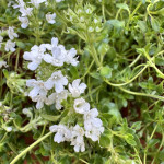 Тим’ян Альбіфлора / Albiflorus, С1,2 Тим’ян Альбіфлора / Albiflorus, С1,2