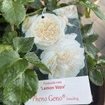 Троянда флорібунда Лемон Ваза / Lemon Vaza, С3 Троянда флорібунда Лемон Ваза / Lemon Vaza, С3