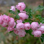 Троянда поліантова Морсдаг Пінк / Morsdag Pink, С3 Троянда поліантова Морсдаг Пінк / Morsdag Pink, С3