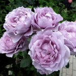 Троянда флорибунда Новаліс / Novalis, С3 Троянда флорибунда Новаліс / Novalis, С3