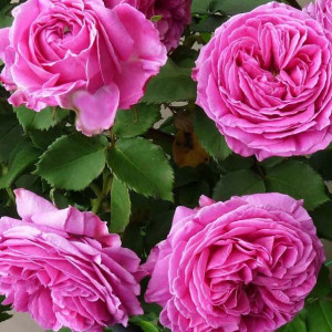 Троянда плетиста Пінк Мушімара / Pink Mushimara, С5 Троянда плетиста Пінк Мушімара / Pink Mushimara, С5