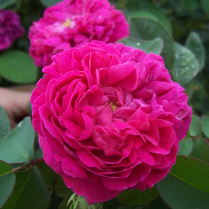 Троянда Роуз де Решт / Rose de Resht, на штамбі, С7 Троянда Роуз де Решт / Rose de Resht, на штамбі, С7