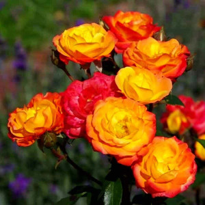 Троянда плетиста Румба / Rumba, С5