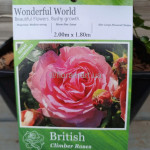 Троянда плетиста Вандефул Волд / Wonderful World, С5