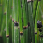 Хвощ зимуючий Робустум / Equisetum hyemale Robustum, C2