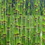 Хвощ зимуючий Робустум / Equisetum hyemale Robustum, C2