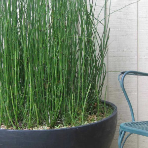 Хвощ зимуючий Робустум / Equisetum hyemale Robustum, C2 Хвощ зимуючий Робустум / Equisetum hyemale Robustum, C2